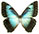 Morpho cisseis 