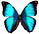 Morpho deidamia