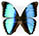 Morpho deidamia