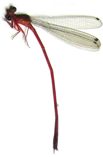 Odonata sp.1: Risiocnemis sp.
