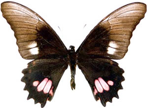 Papilio anchisiades 