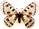 Parnassius apollonius 