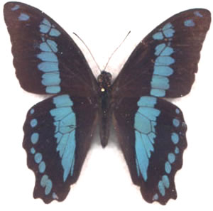 Papilio aristophontes
