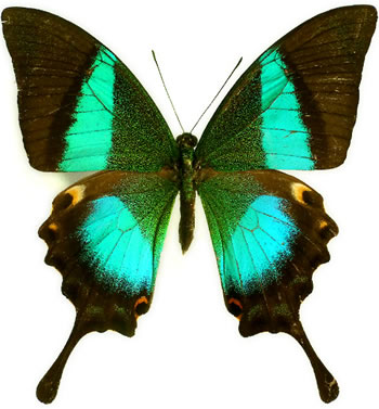 Papilio buddha 