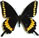 Papilio caiguanabus