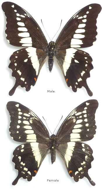 Papilio echerioides 