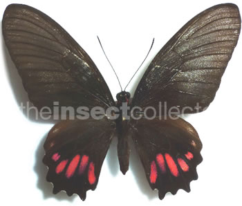 Papilio hyppason