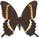 Papilio hypsicles (fuscus) 