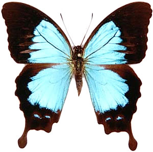 Papilio montrouzieri 