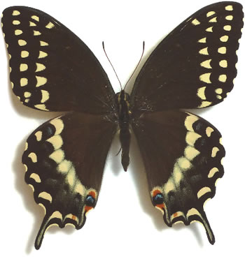 Papilio palamedes 