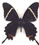 Papilio pelaus