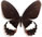 Papilio phestus 