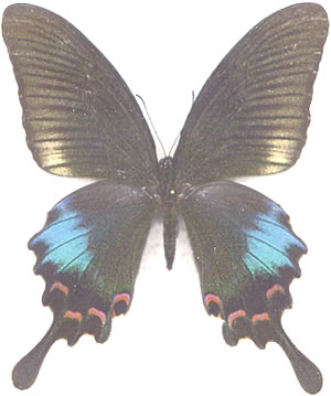 Papilio polyctor 