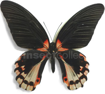 Papilio rumanzovia - form 1