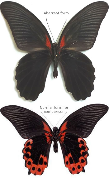 Papilio rumanzovia aberrant