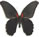 Papilio rumanzovia aberrant
