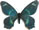 Papilio (Chilasa) toboroi 