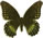 Papilio coroebus