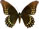 Papilio victorinus