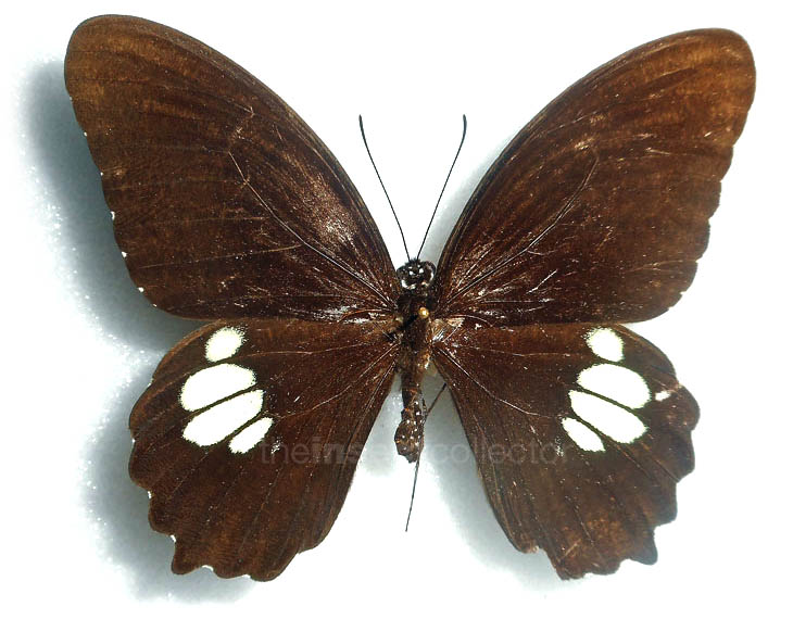 Papilio castor 