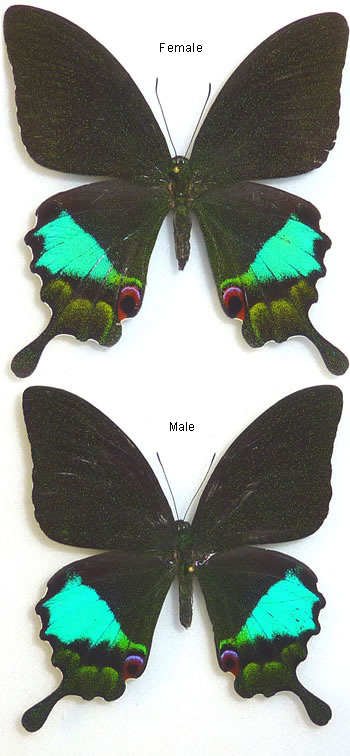 Papilio karna 