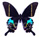 Papilio krishna 