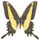 Papilio himeros