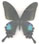 Papilio polyctor 