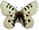 Parnassius actinoboloides 