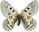 Parnassius actius 