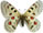 Parnassius actius 