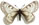 Parnassius boedrominus