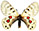 Parnassius cardinal 