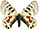 Parnassius cardinal 