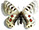 Parnassius cardinal  