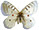 Parnassius clodius 