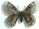 Parnassius delphius 