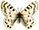 Parnassius maximinus