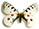 Parnassius (phoebus) sacerdos