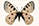 Parnassius smintheus 