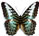 Parthenos sylvia