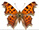 Polygonia comma