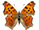 Polygonia comma