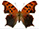 Polygonia interrogationis