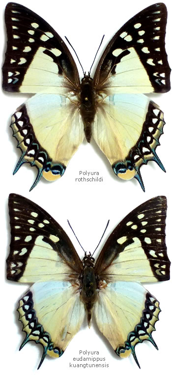 Polyura rothschildi 