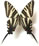 Protographium marcellus