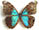 Morpho absoloni 