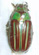 Chrysina adelaida