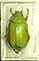 Chrysina aenigmatica