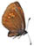 Erebia alberganus